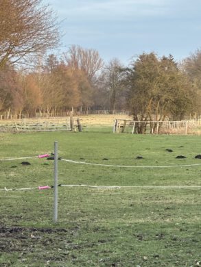 Traumhafte kleine Reitanlage mit Dressur – und Springplatz sowie Paddock und Stall, 24782 Büdelsdorf, Land-/Forstwirtschaft