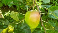 Apfelbaum im Garten - Zweifamilienhaus am Kanal